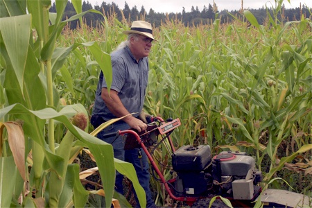 Roger Calhoon maneuvers the mower to clear out a path in his five-and-a-half acre corn maze. Known as 'Dr. Maze