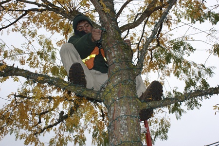 EarthCorps worker Mach Daniel attaches holiday lights to one of the many trees lining the streets throughout the Redmond Town Center Tuesday afternoon.