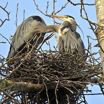 Great Blue Herons at Marymoor Park.