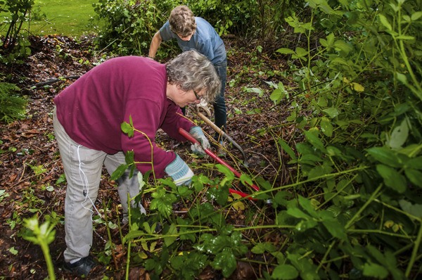 Melissa Shogren and son James clear ivy and blackbrerry bushes from the wooded area of the Viewpoint Park during last Saturday's Green Redmond event. Melissa and James