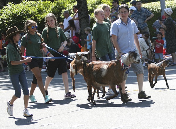 Goats took to the streets during one of last year's Derby Days parades.
