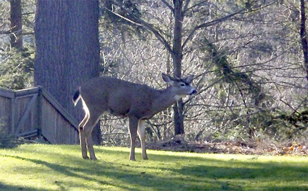 This deer is just one of several wild animals Michael and Cynthia Ashley find in their backyard. The Ashleys
