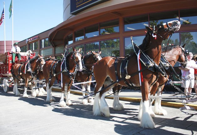 The famous Budweiser Clydesdales were in Redmond Thursday afternoon