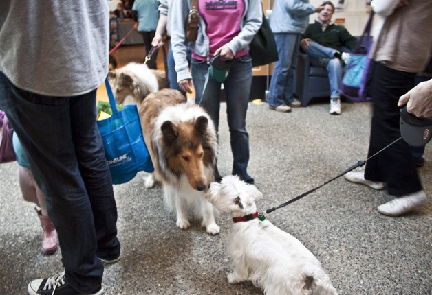 Many owners brought their pets to socialize with other four-legged animals at Saturday's Whiskers