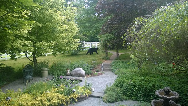 A black bear searches for food on Marilyn Windsheimer’s Union Hill property as his usual porridge