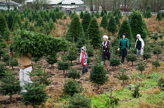 A family carries their fresh cut tree to the parking lot at McMurtrey's Red-Wood Christmas Tree Farm in Redmond on Saturday.