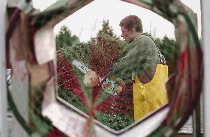 Employee Brad Ashdown makes a fresh base cut for a patron at McMurtrey's Red-Wood Christmas Tree Farm in Redmond Wednesday afternoon.