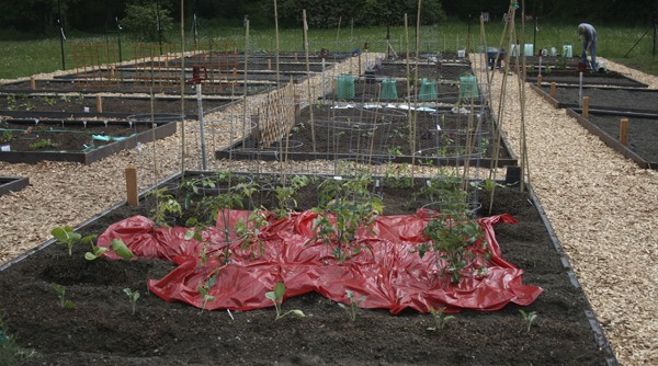 A new community garden at Redmond's Juel Park is up and running this spring. Garden members are growing a variety of flowers