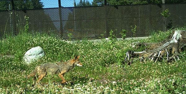 A coyote uses the wildlife crossing to cross Northeast Novelty Hill Road in Redmond Ridge.
