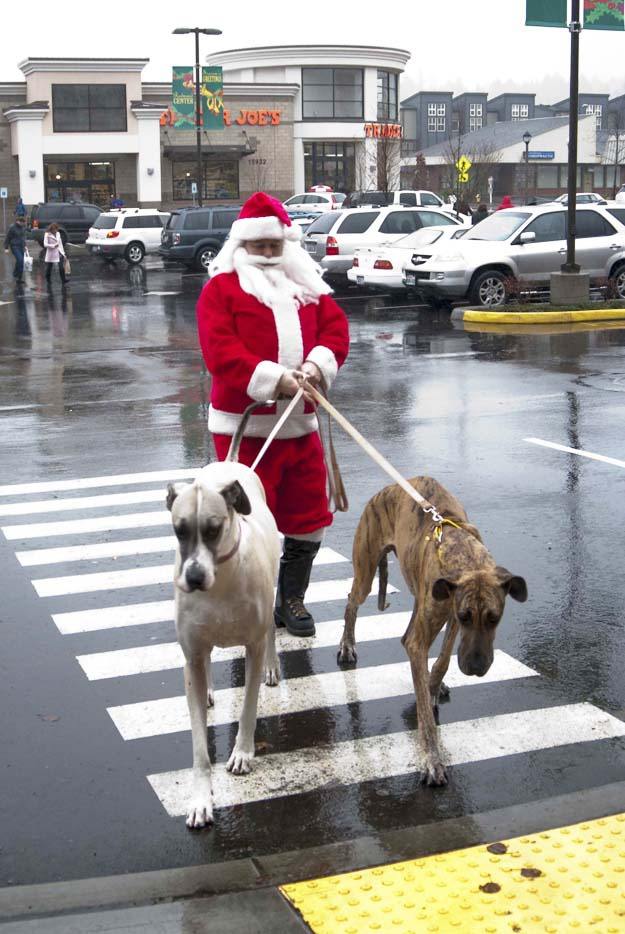 Santa and two great danes