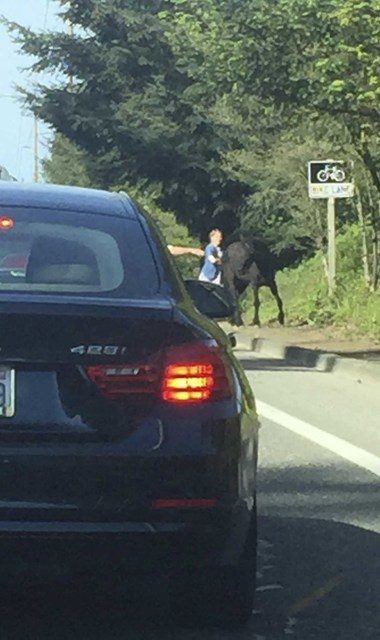 A loose horse on Novelty Hill Road has been rounded up this morning. Allison DeAngelis