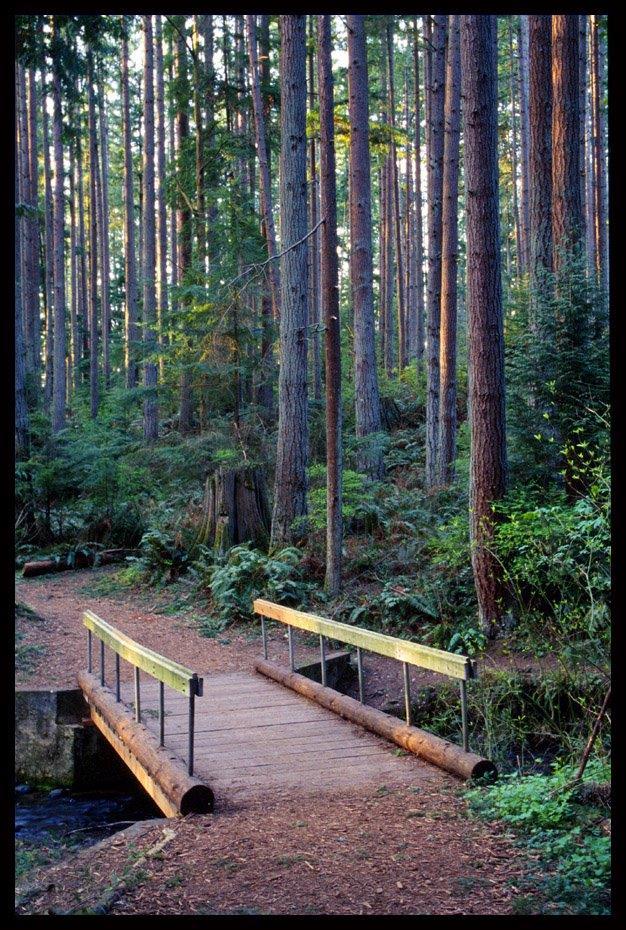A forest bridge over Mackey Creek.