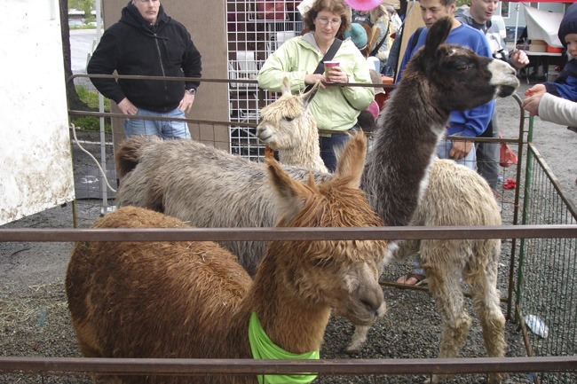 Baby alpacas were some of the many sights