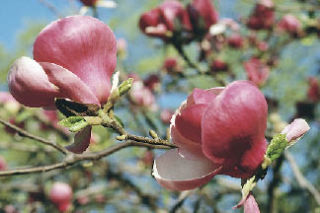 LEFT: Dogwood trees can be found in blossom this time of year