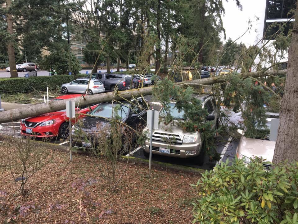A tree fell during the windy weather conditions this afternoon on the Microsoft campus at 15120 N.E. 40th St. near Building 122. No injuries were reported. Courtesy photo
