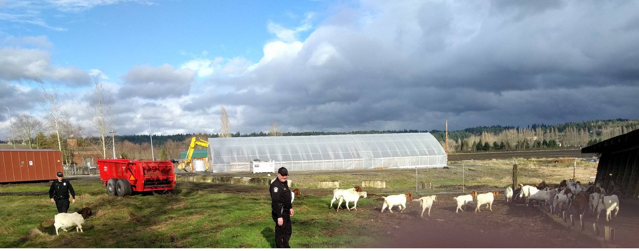 Redmond Police Department officers rounded up some goats after they got loose near Willows Road on Saturday. Courtesy photo