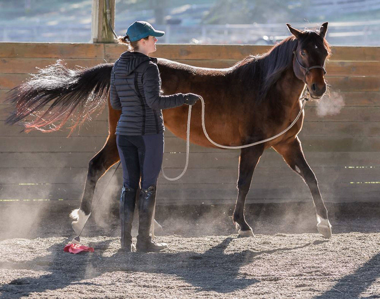 Playing it SAFE around horses Equine rescue organization moves to