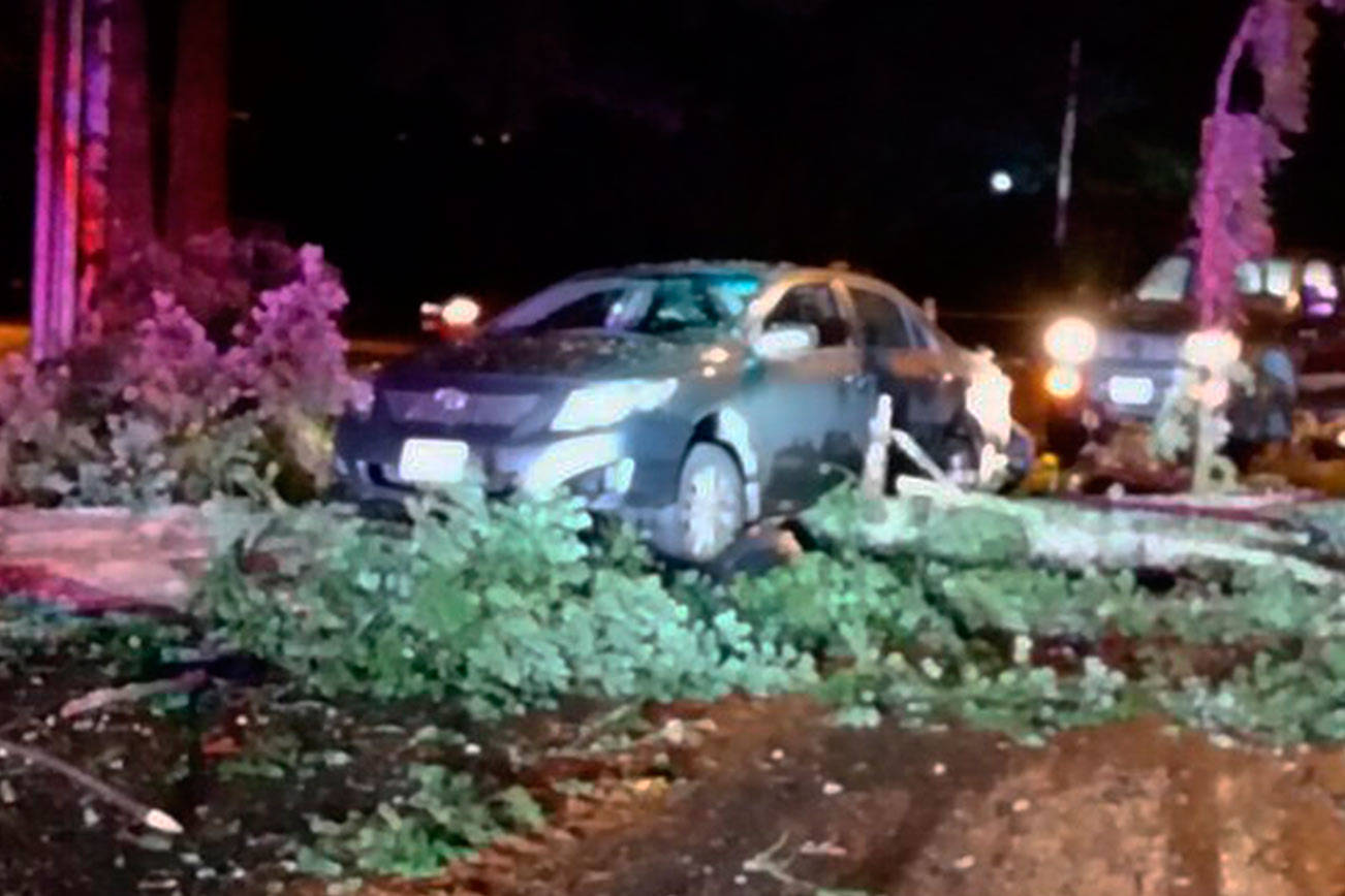 Trees fall in Redmond during storm