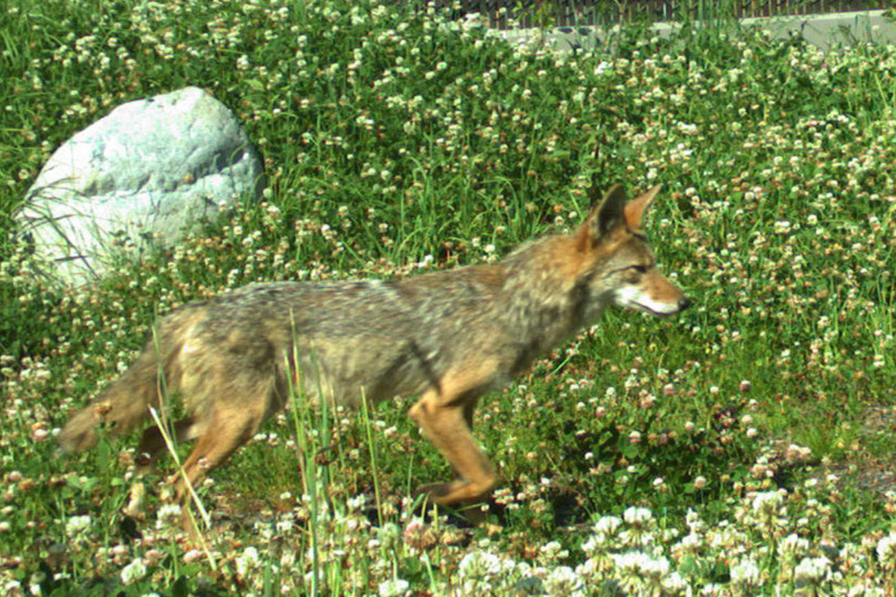 State officials: Don’t feed the coyotes