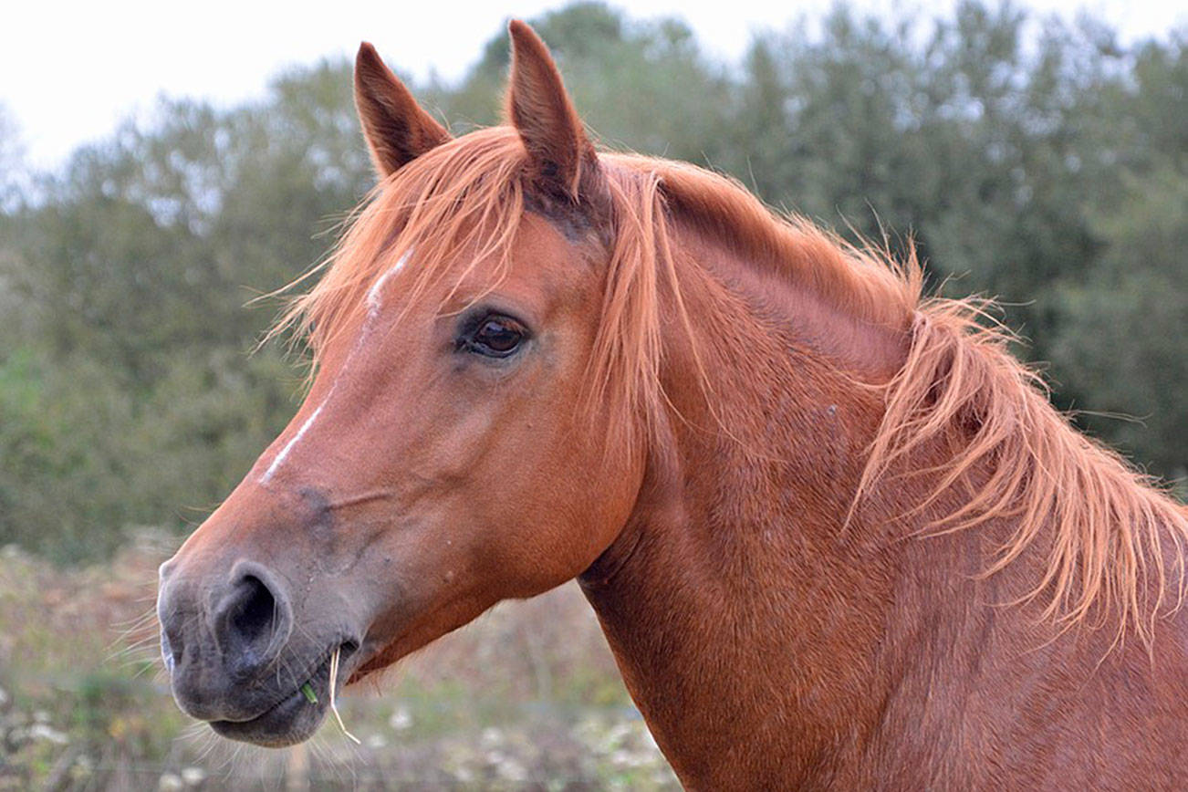 Deadly EHV horse virus detected again in King County stable