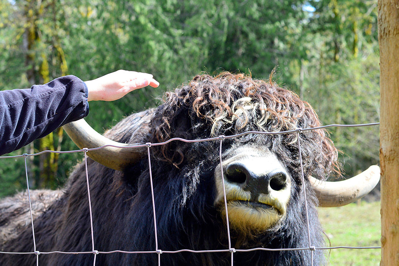 From Tibet to the Peninsula: Yaks are settling in