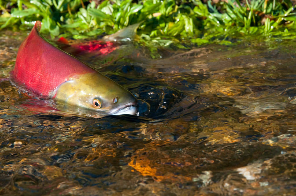 Millions in grants will go to protect salmon