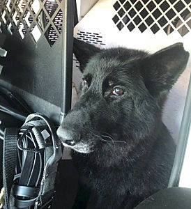 Vader served the Redmond Police Department for more than seven years and enjoyed a four-year retirement as the Hovenden family pet. Photos courtesy of RPD