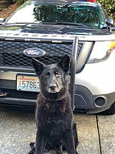 Vader served the Redmond Police Department for more than seven years and enjoyed a four-year retirement as the Hovenden family pet. Photos courtesy of RPD