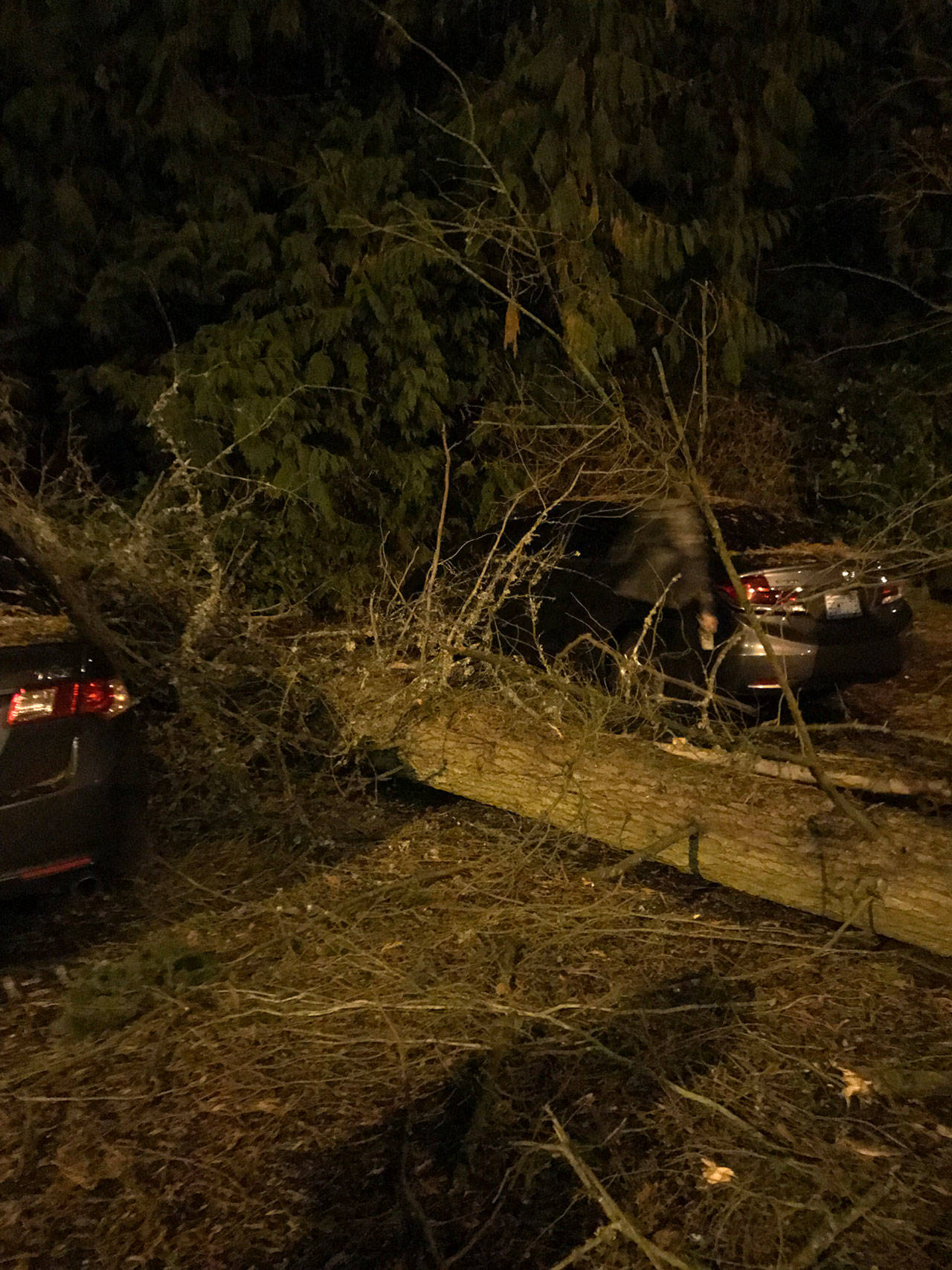 A tree that fell during a windstorm on Dec. 14 landed directly in an empty parking spot in the parking lot of a condominium complex on Finn Hill in Kirkland. Samantha Pak/staff photo