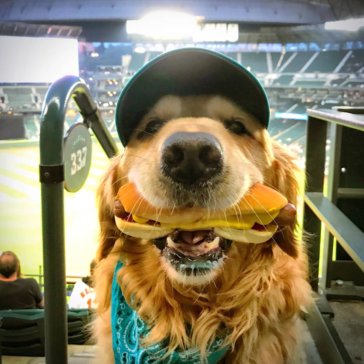 Ande Edlund’s golden retriever Dash is one hot dog at a Seattle Mariners game on Sept. 5, 2018. Photo courtesy of Ande Edlund