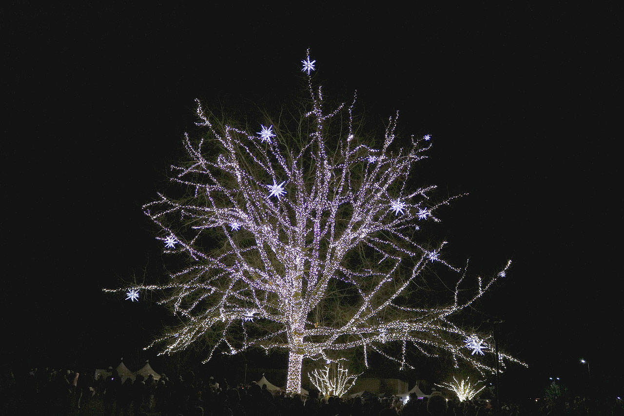 The lighting of the the oak tree at Redmond City Hall campus began at 5 p.m. on Dec. 7. Stephanie Quiroz/staff photo