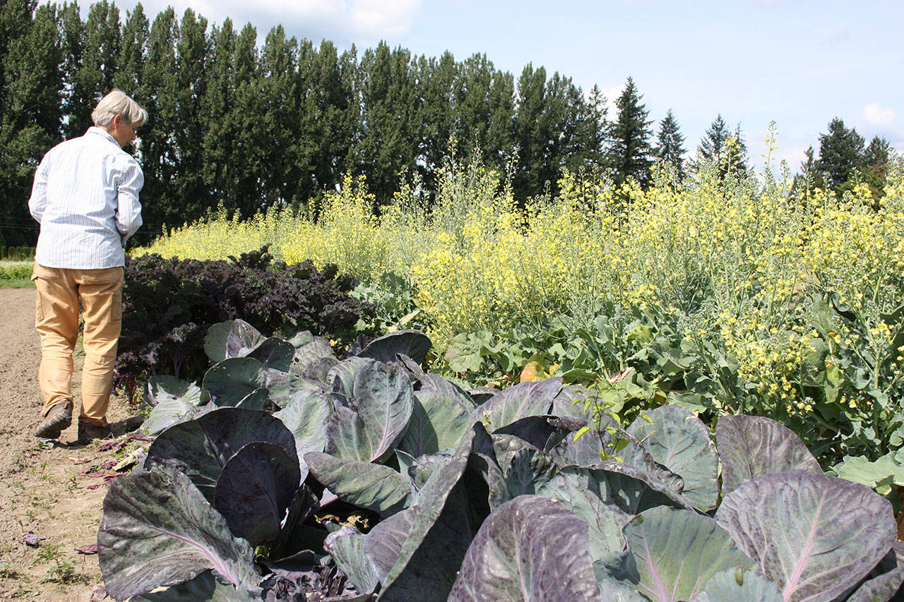 In this file photo, Margaret Hindle, a farmer with the SnoValley Tilth Experience Farming Project, walks along a row of purple cabbage, kale and broccoli at her plot near Carnation.