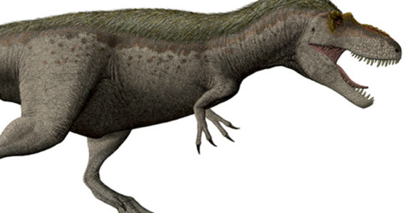 The only dinosaur discovered in Washington state was discovered by paleontologists who found a portion of a left femur of a therapod dinosaur at Sucia Island state park in the San Juan Islands. While scientists are unsure exactly what type of therapod the fossil belongs to, evidence suggests it is a Daspletosaurus. The dinosaur has been nicknamed Suciasaurus rex. This image shows a Daspletosaurus torosus restoration. (Wikipedia)