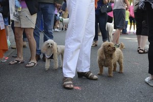 Redmond Town Center held its Canine Carnival for around 500 attendees last Saturday.  Activities included Expert Dog Training Seminars and Grooming Tips by Petco
