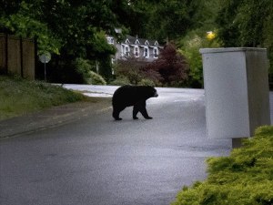A Redmond Reporter reader spotted a bear in a neighbor's yard as they were leaving for work at 6 a.m. on May 5 on the east side of Education Hill. The photo was taken as the bear crossed 181st Avenue Northeast near the corner of Northeast 104th Street