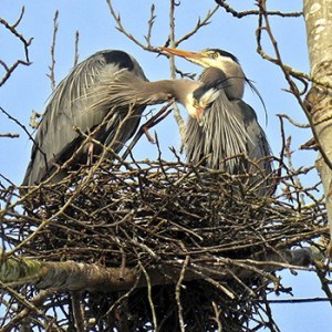 Great Blue Herons at Marymoor Park.