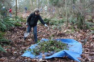 Seda Terek participates in Green Redmond's Martin Luther King Jr. Day of Service this morning by helping spruce up Westside Park in Redmond.