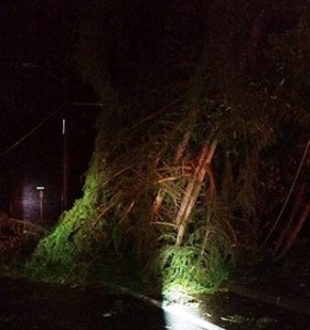 A downed tree blocks the southbound lane of 166th Avenue Northeast in the 9200 block.