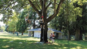 Tree climbers use the rope system Katie Oakley’s Tree Time LLC employs.