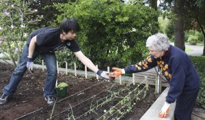 Virginia Musgrave (right) gives Redmond High School (RHS) senior Alvin Loong some onions to be planted in the raised bed outside of the Redmond Senior Center's (RSC) greenhouse during a planting party Wednesday afternoon.