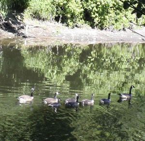Canada geese are all lined up for their journey on the Sammamish River this morning in Redmond.