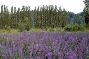 Woodinville Lavender.