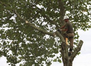 A worker with Orting-based Silverback Tree Service cuts down limbs from a large Maple tree along Northeast 90th Street Wednesday afternoon. The project calls for the removal of 33 Maple trees to make way for a new sidewalk and bike path.