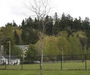 For the 12th consecutive year