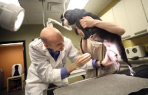 Vet assistant Christina Szypulski holds “Bowser” in position as Dr. Craig Miller