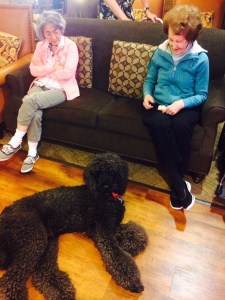 Marley the poodle visits with residents at Aegis at Marymoor. Marley belongs to general manager Adam Clark.