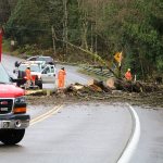 King County roads crews assess the scene after a large maple tree fell across Northeast 124th Street this morning. Andy Nystrom, Redmond Reporter