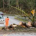 Huge tree falls onto Northeast 124th Street in Redmond; no vehicles involved