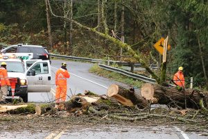 Huge tree falls onto Northeast 124th Street in Redmond; no vehicles involved