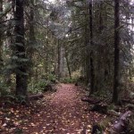 A rainy day glimpse of the Redmond Watershed Preserve. Courtesy of Sheila Dearden